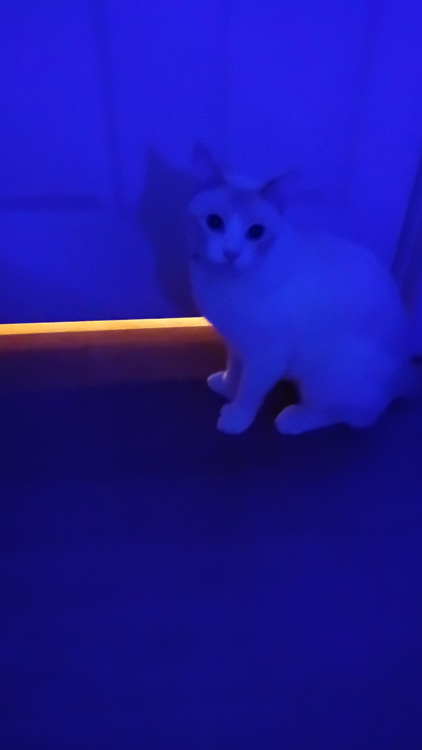 Ernie the cat perched on top of a door in blue light